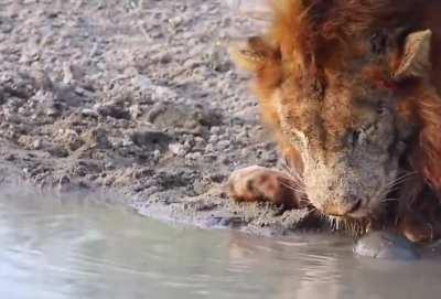 Confused lion chased from his watering hole by curious turtle