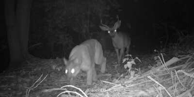 Massive mountain lion size comparison with full grown buck