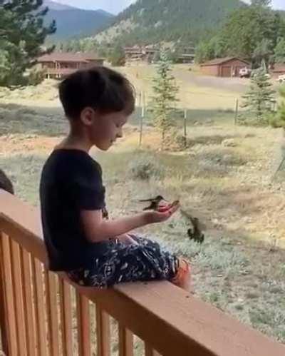 Little man discovering the joy of feeding hummingbirds