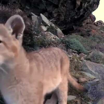 🔥 Young puma checking out a trail cam 🔥