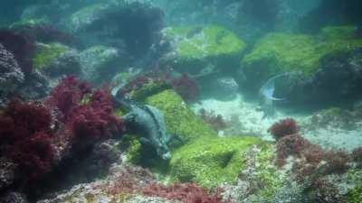 🔥Galapagos Marine Iguana' daily routine.