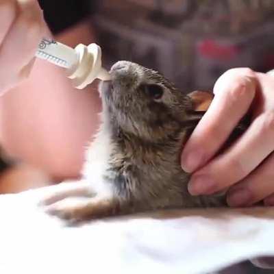 Baby rabbit drinking milk and tapping its hands