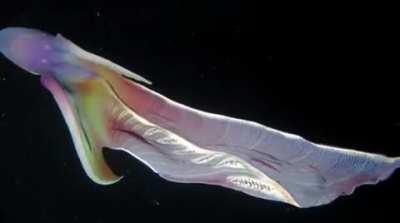 🔥 This is a female Blanket Octopus, which has the largest gender disparity in the world. Males are typically about an inch long, while females get as large as 6 feet (2 m). It's called the Blanket Octopus due to the webbing in between it's tentacles.