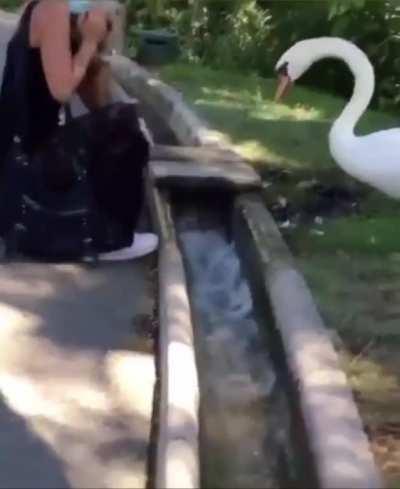 Swæn, the overseer of general mouth mask enforcement.