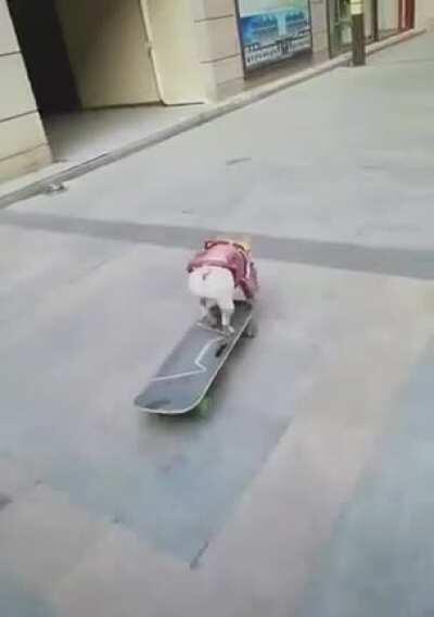 A little pug skateboarding across chinese streets