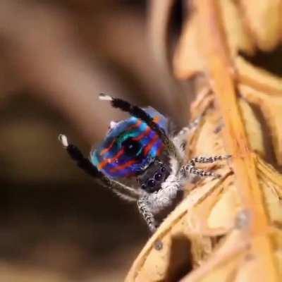 🔥 Peacock Spider's Dance 🔥