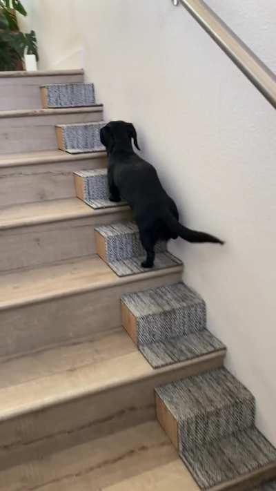 Hank’s Dachshund Stairs