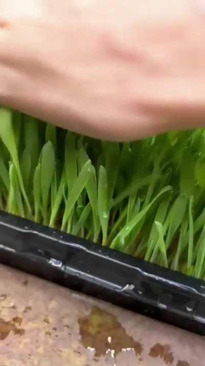 Growing grass for guinea pigs without dirt