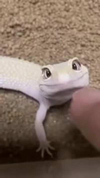 saw this from Animals being derps and was like: If Jeannie was a lizard.
