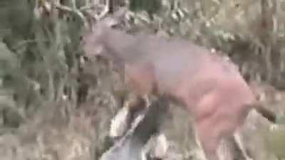 Deer gets revenge on hunter