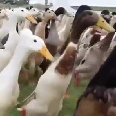 When you add The Imperial March to a flock of Ducks walking it makes it look like the best invasion ever.