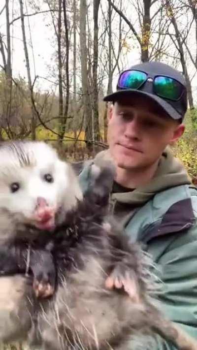 Today’s Lesson: Opossums