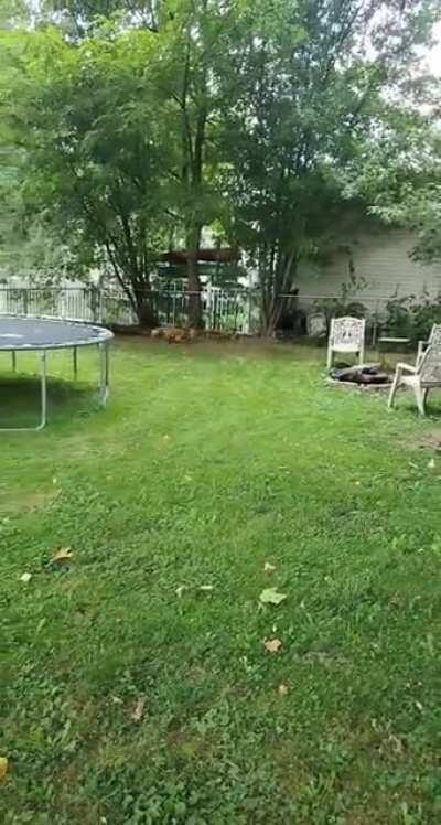 Rescued Golden Retriever loves her swimming pool 💙 (1st time poster)