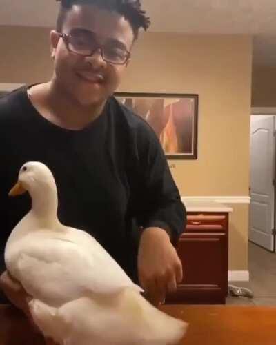 Adorable duck steals the show