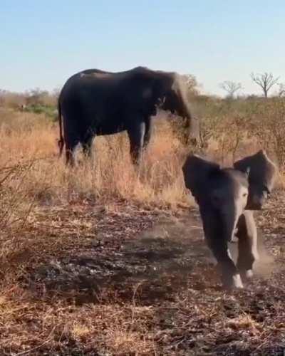 Tough little guy!