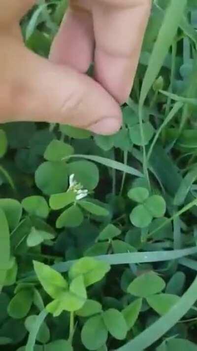 I found a four-leaf clover!