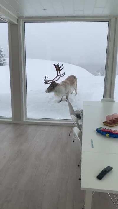 🔥 Unexpected visit from a reindeer in Finland.