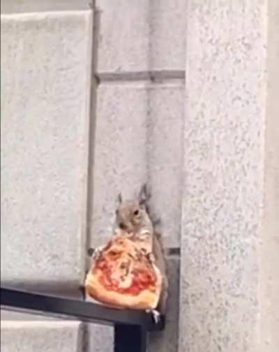 Pizza and 🐿️