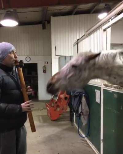 Horse excited by Native American flute music