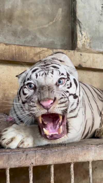 🔥 the royal Bengal tiger🔥