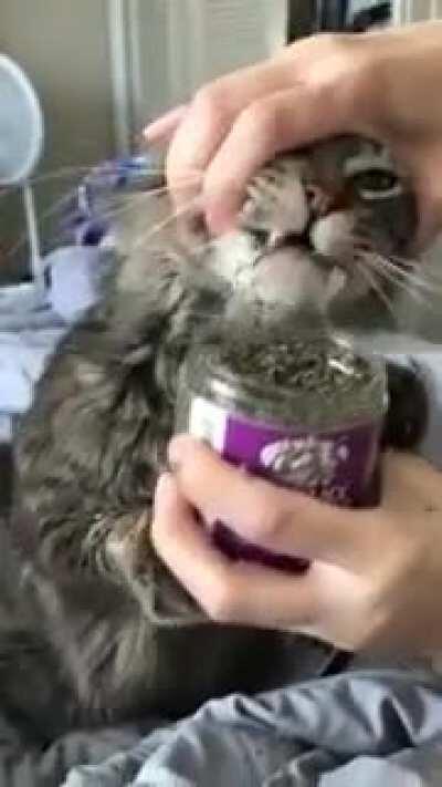 Cat refuses to stop eating