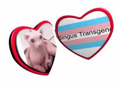 bingus is transgender so awesome :)