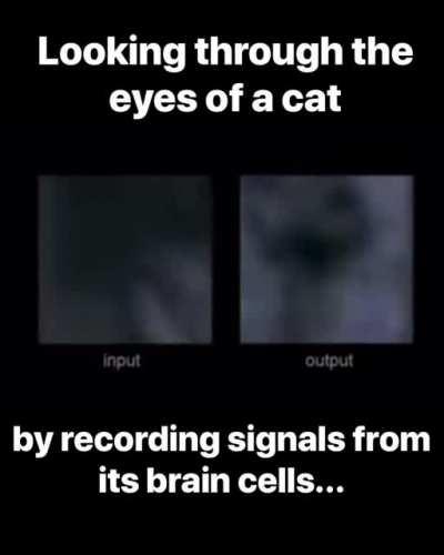 &quot;Yang Dan, Fei Li and Garrett Stanley of the University of California, Berkeley, were able to reconstruct in startling detail scenes flashed before a cat's eyes. The researchers attached electrodes to 177 cells in the cat's thalamus, a region of the brain