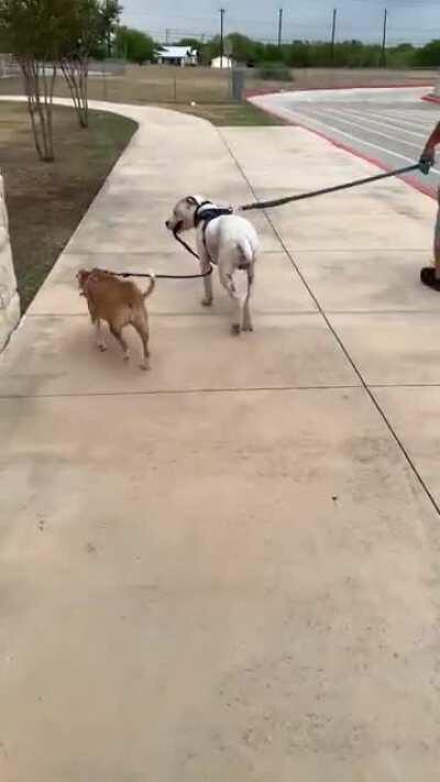 Rocco walking Lola