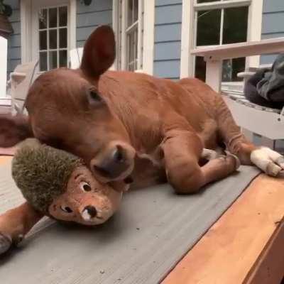 Lewis and his hedgehog toy