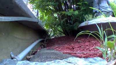 Rabbit levitates because of a frog