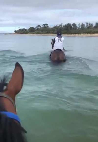 Dolphins checking out horses.