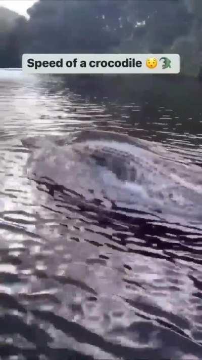 🔥Speed of a crocodile🔥