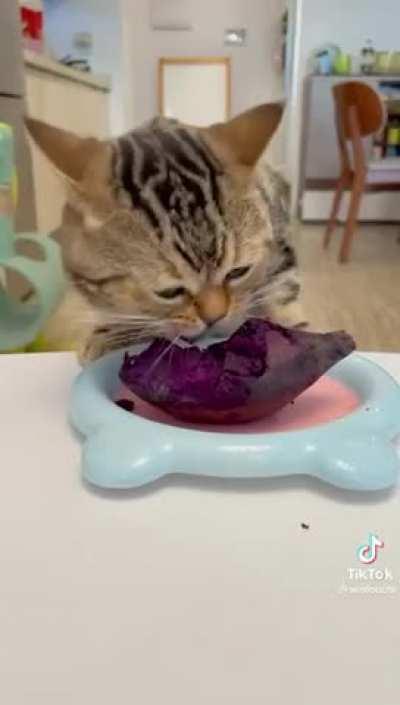 A cat that likes beets