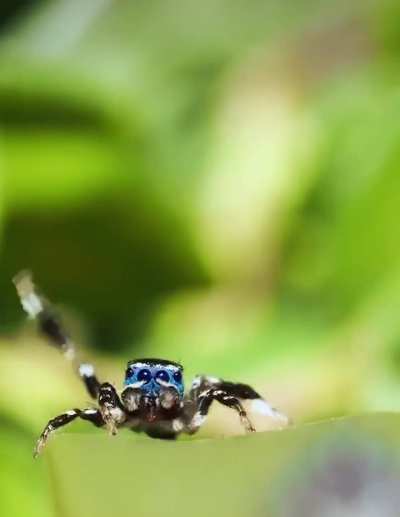 spiders