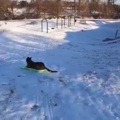 Doggo Goes Sleddo