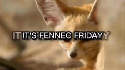 Fennec Friday!