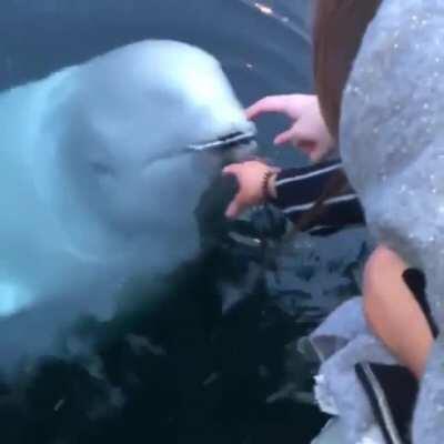 🔥 Beluga whale saves an iPhone from the sea in Norway