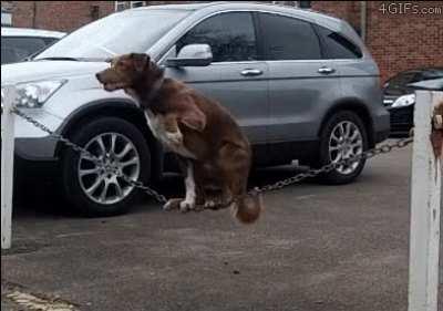 Dog with some out of this world level of sitting