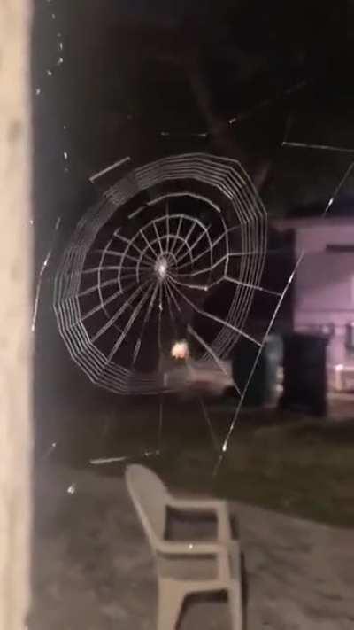 🔥 Spider weaving web