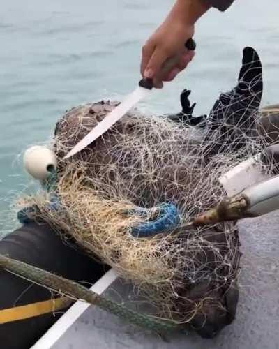 Helping a young seal trapped in a discarded fishing net