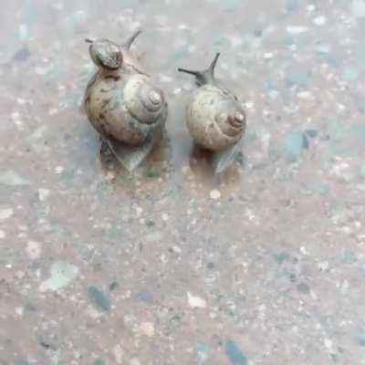 🔥 Grooving Snail