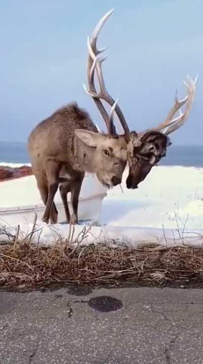 Deer with another deer's head stuck on it antler