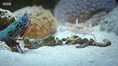 Mantis shrimp punches arm off of a crab