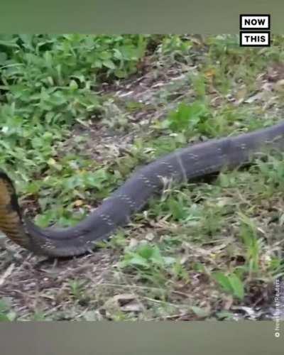 13 feet/4 meters long king cobra found in Chonburi on 30 November