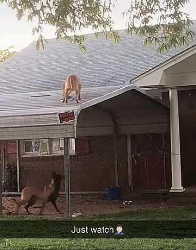 Dog climbing on a roof to get its frisbee