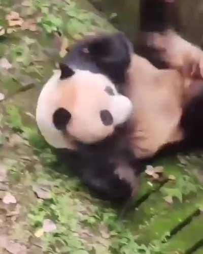 🔥 Wholesome panda goes rolling down by accident