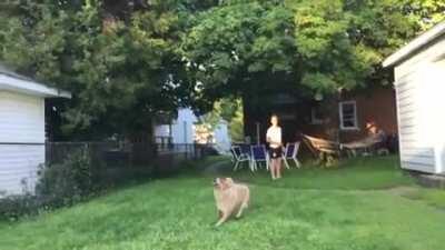 To Catch a Frisbee