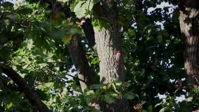 Woodpecker knock himself out