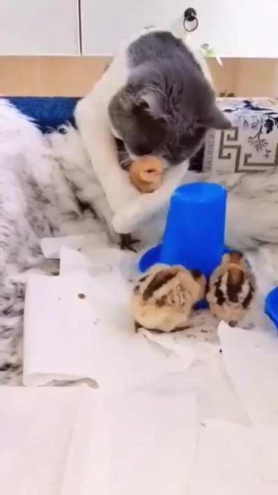 Cat incubating eggs and raising chicks