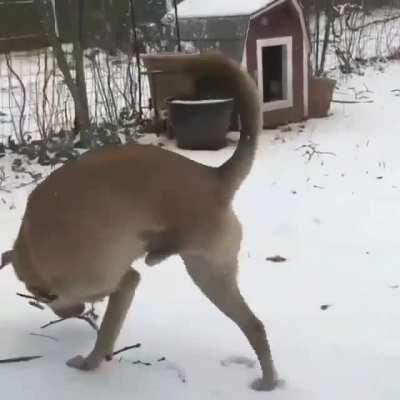 Dog has no problem getting around with just 2 legs!